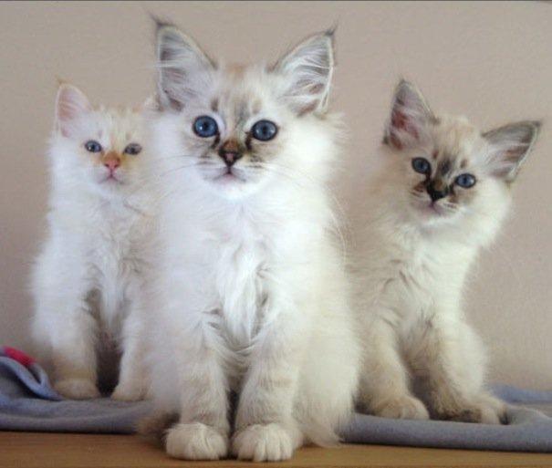 Hellig Birma Beauty billede 4