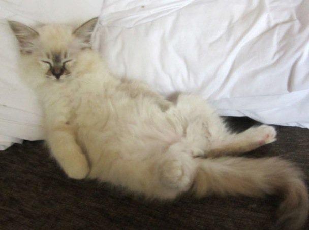 Hellig Birma Beauty billede 5