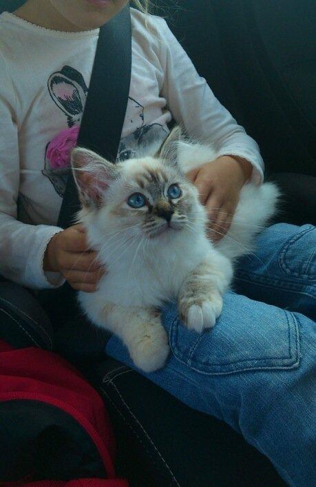 Hellig Birma Beauty billede 6