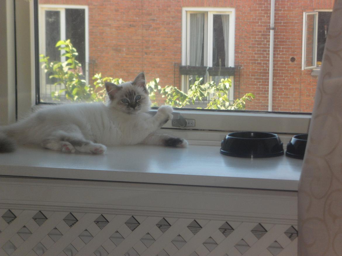 Hellig Birma Beauty billede 7