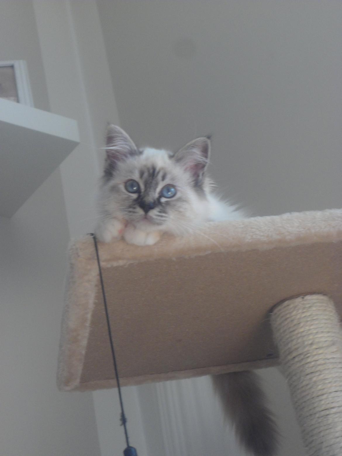 Hellig Birma Beauty billede 8