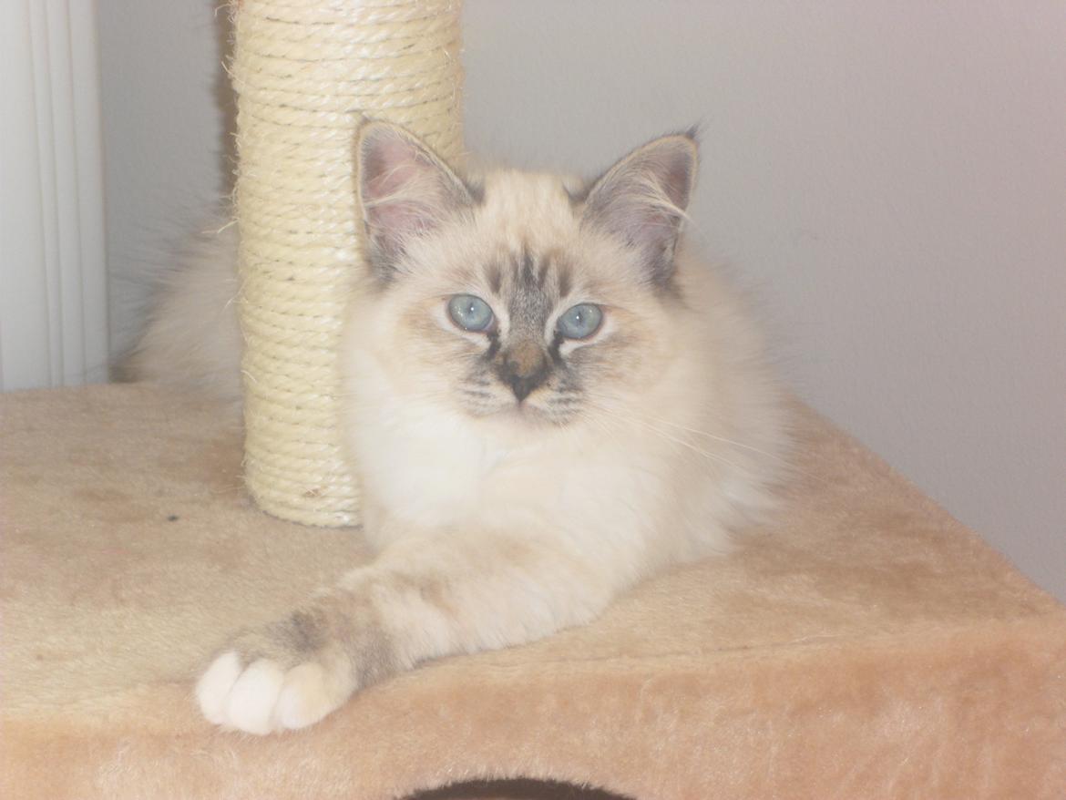 Hellig Birma Beauty billede 9