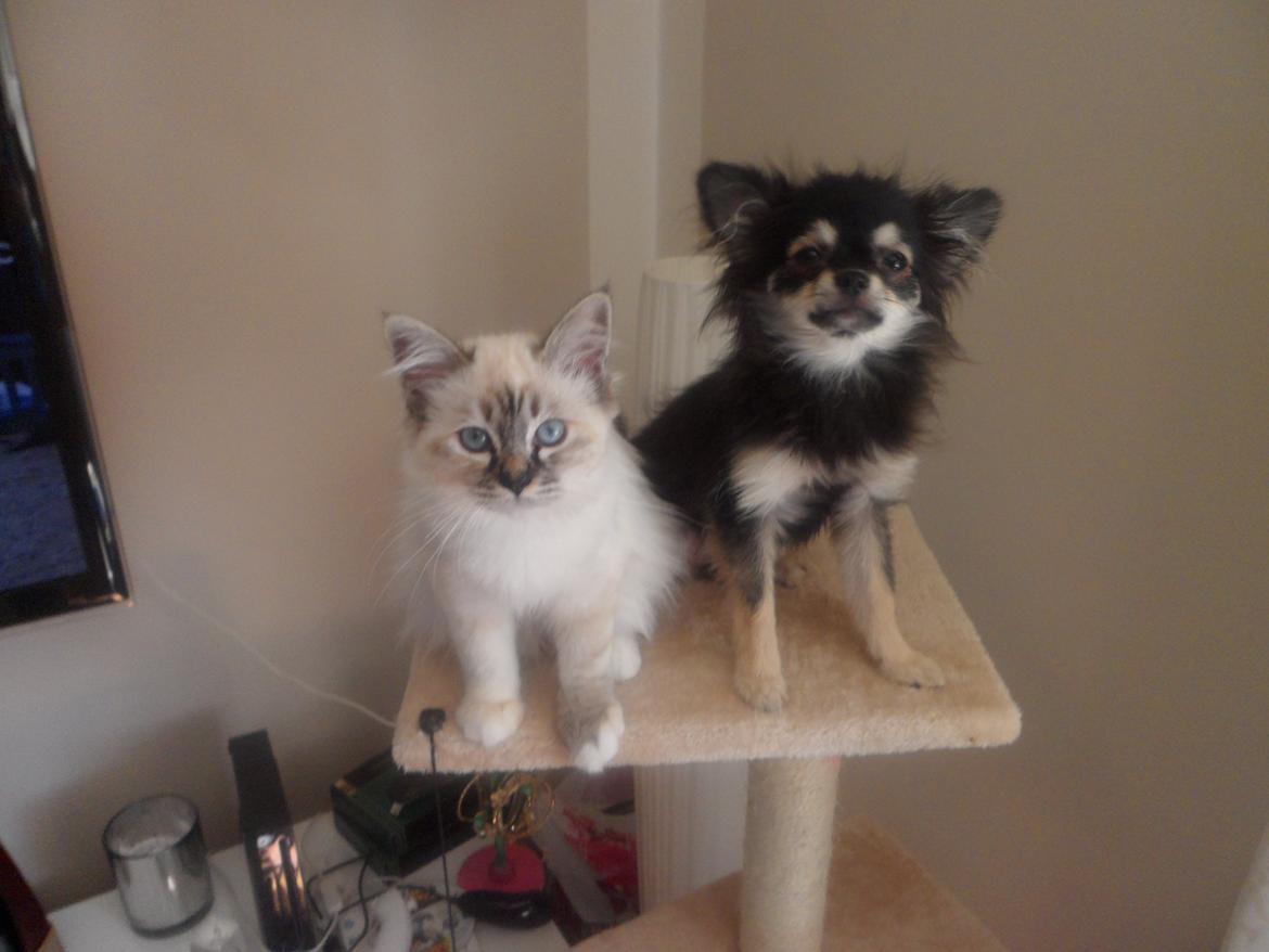 Hellig Birma Beauty billede 10