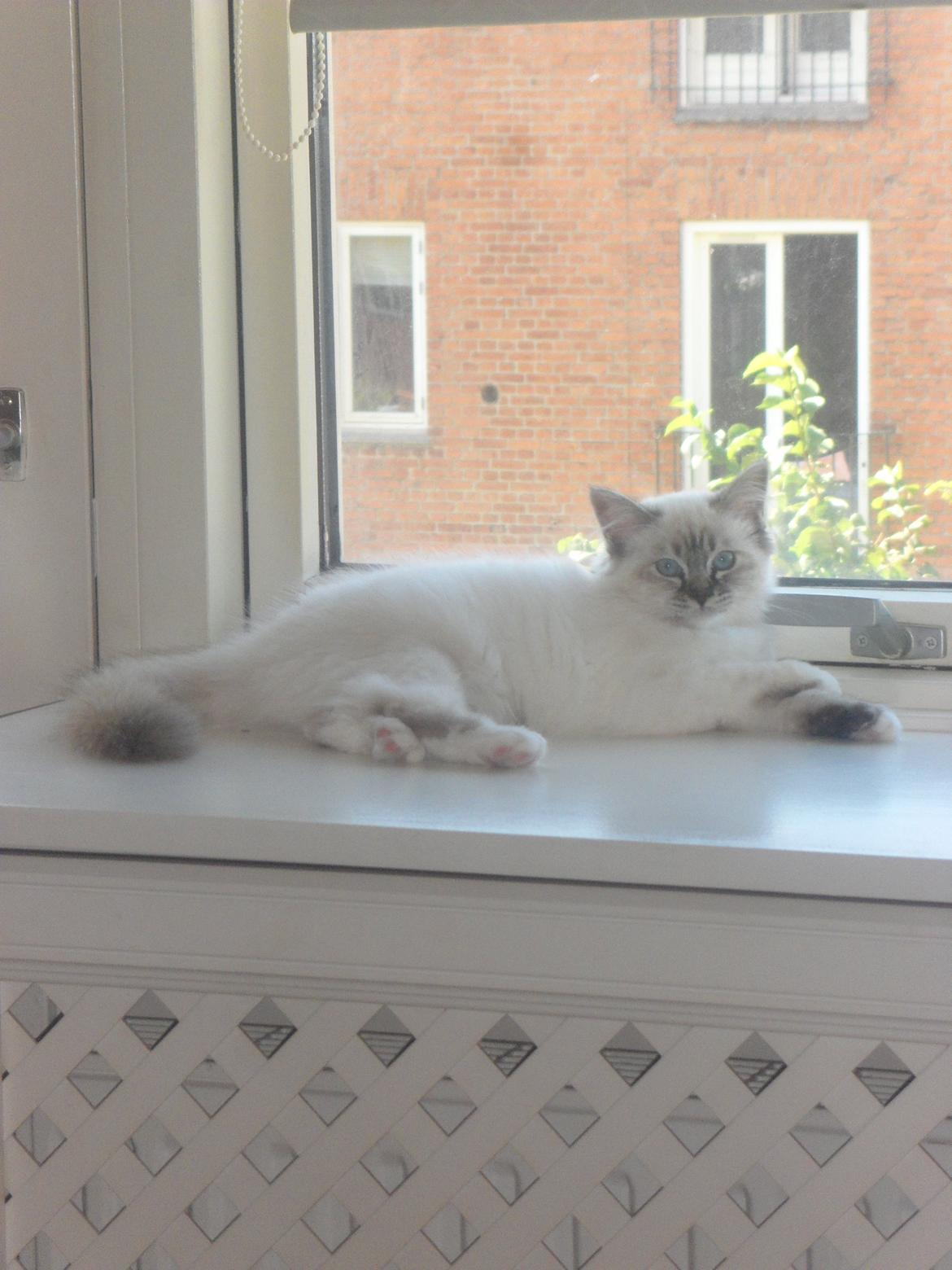 Hellig Birma Beauty billede 11