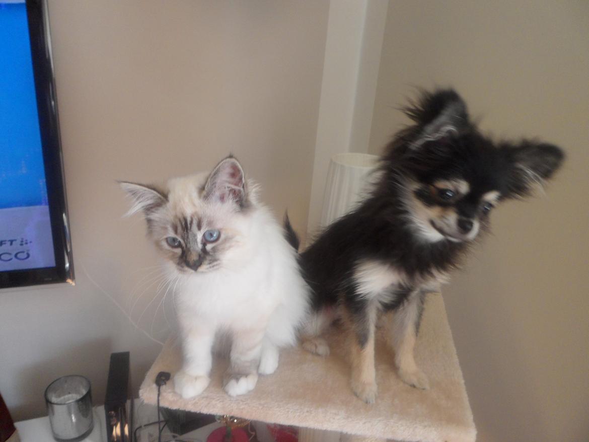 Hellig Birma Beauty billede 12