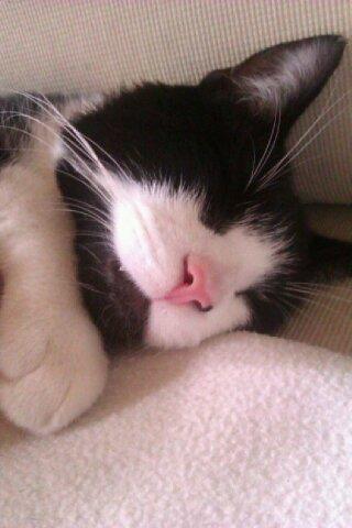 Huskat ~ Coke *Forsvundet* - zzzzzZ......zzzzzzZ........zzzzzZZ billede 20