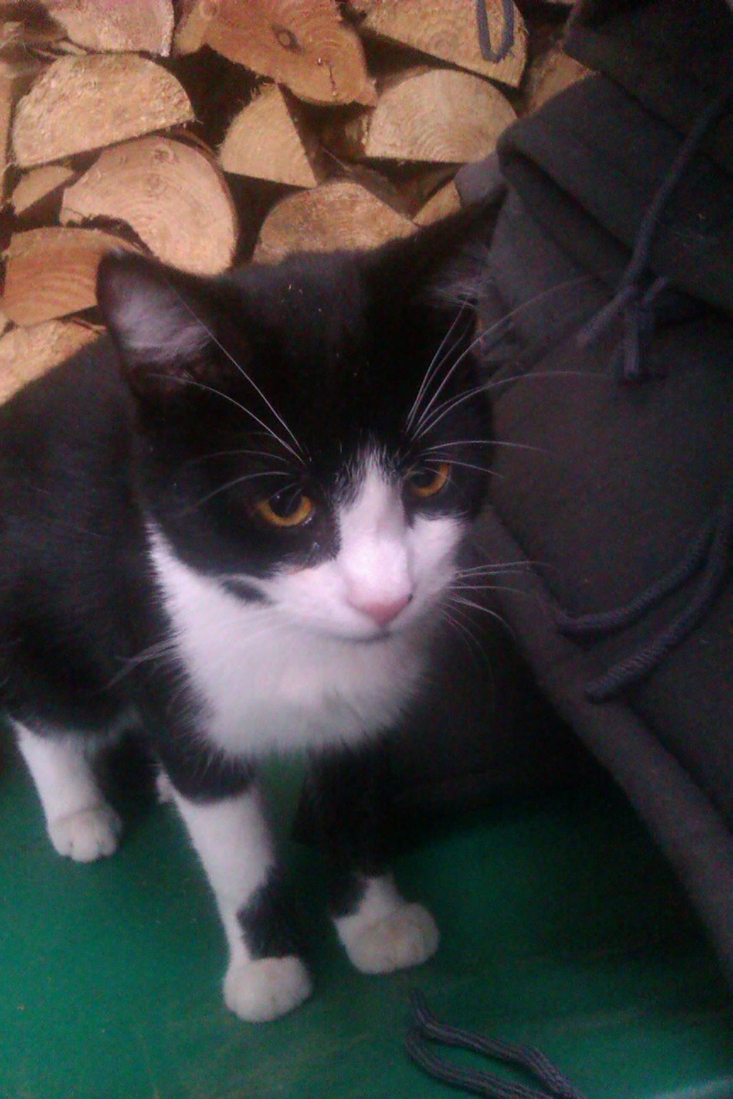 Huskat ~ Coke *Forsvundet* - Maj 2011 Coke er ca.9-10 mdr gammel på dette billede. billede 11