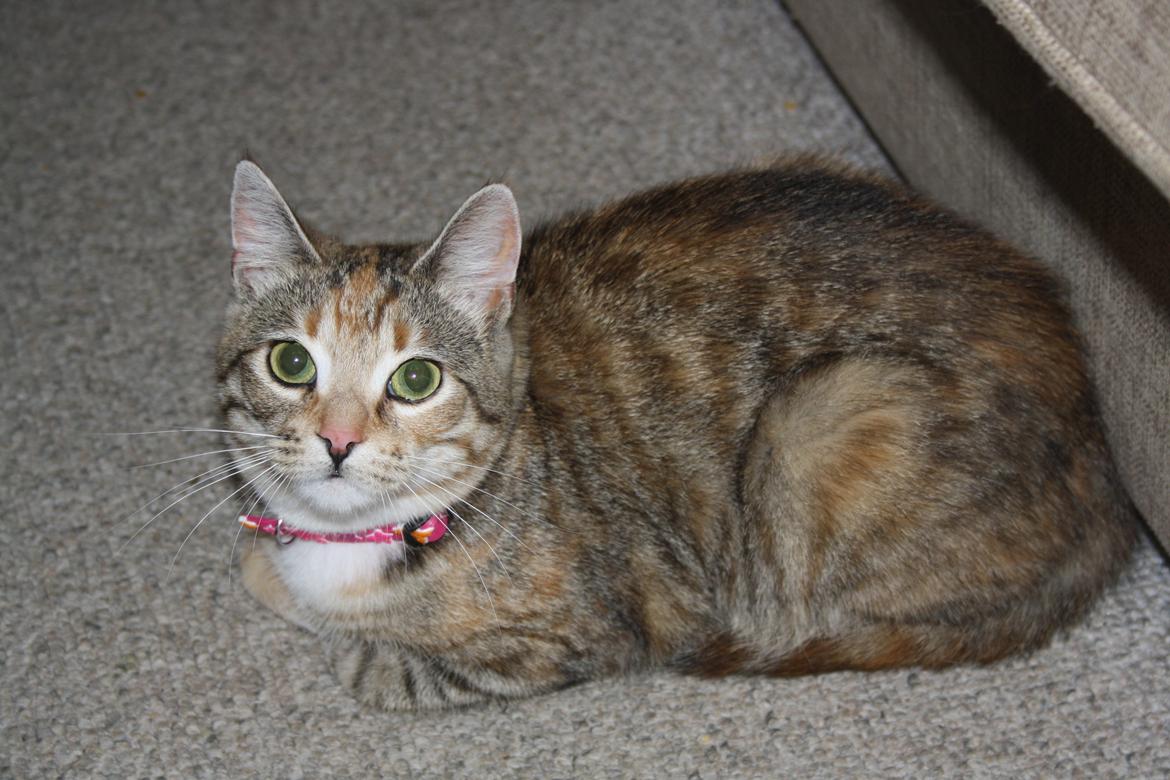 Huskat Gucci billede 2