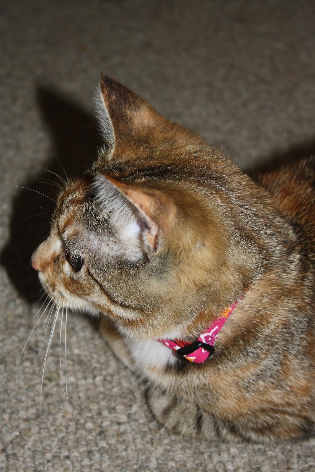 Huskat Gucci billede 3