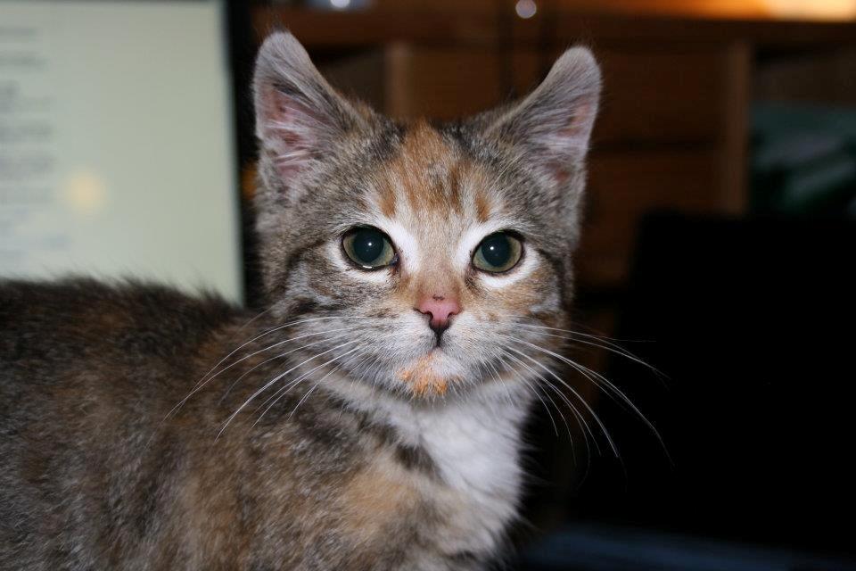 Huskat Gucci billede 4