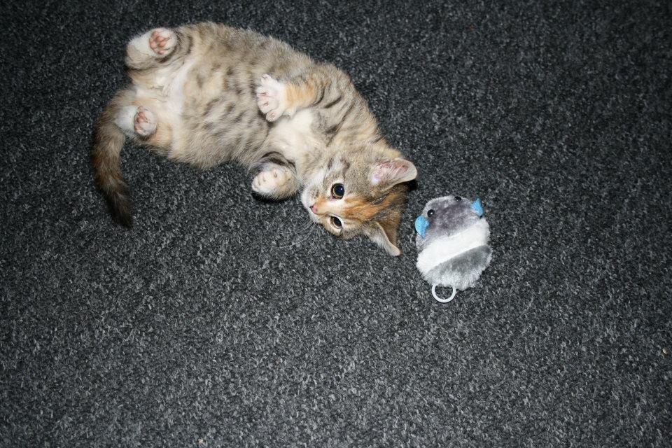 Huskat Gucci billede 5