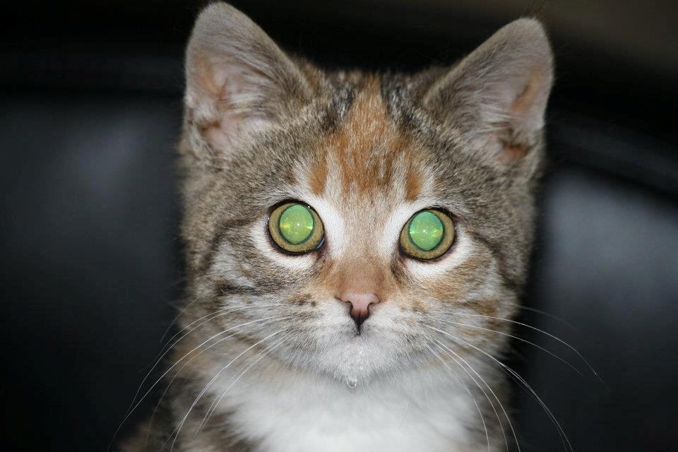 Huskat Gucci billede 6