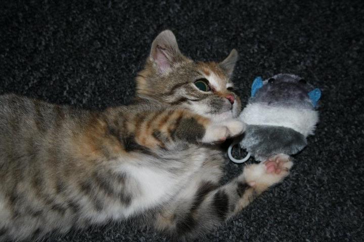 Huskat Gucci billede 7