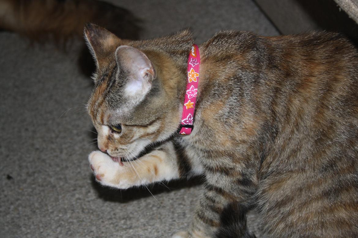 Huskat Gucci billede 8