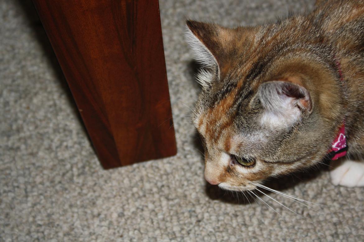 Huskat Gucci billede 10