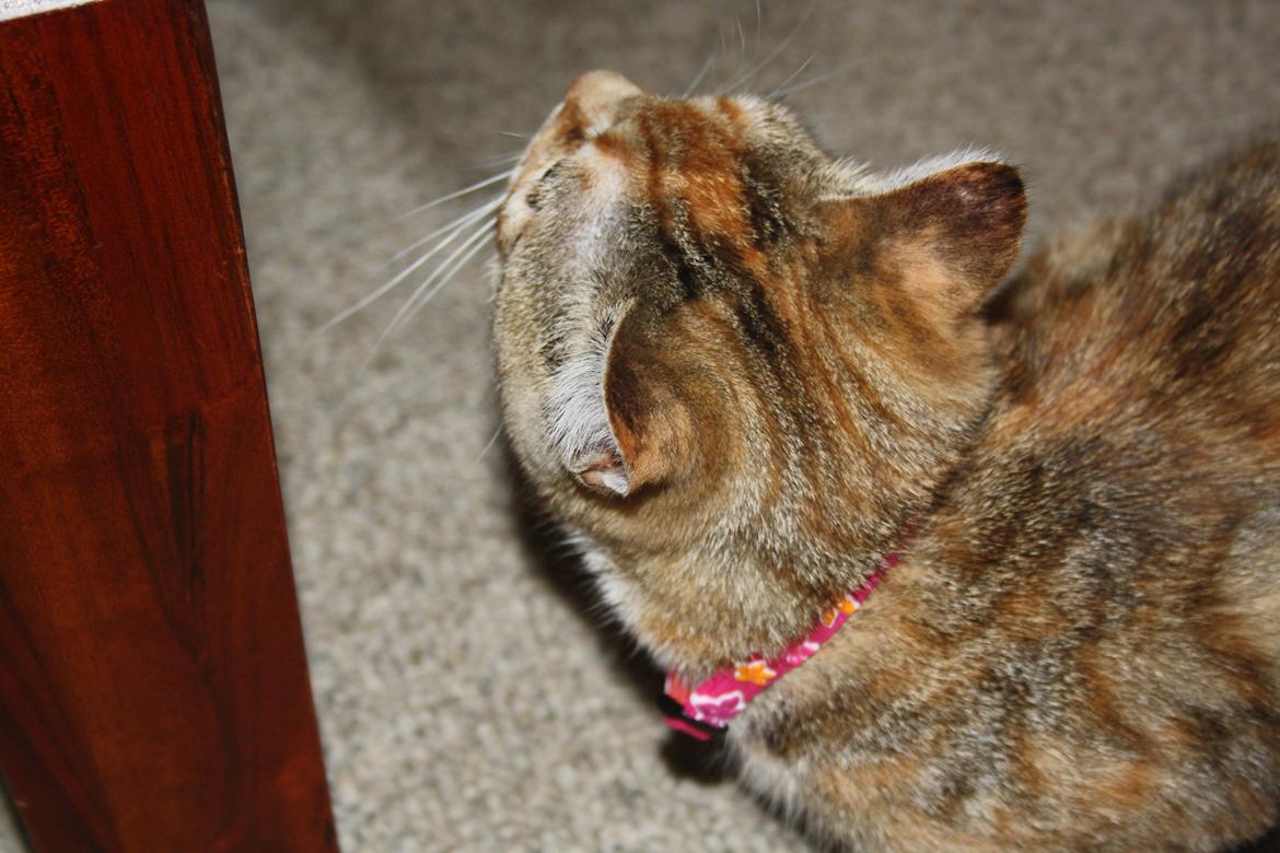 Huskat Gucci billede 11