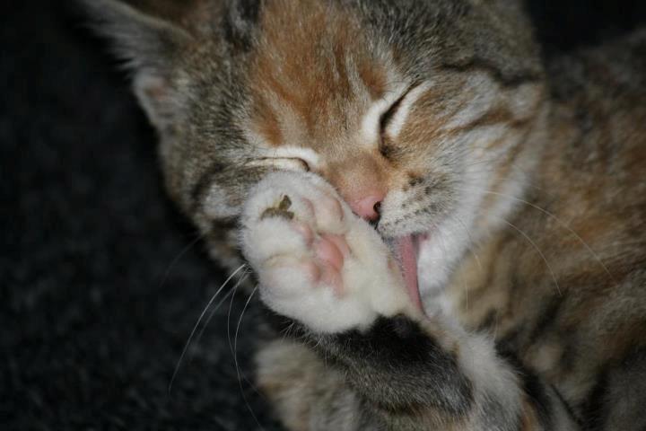 Huskat Gucci billede 1