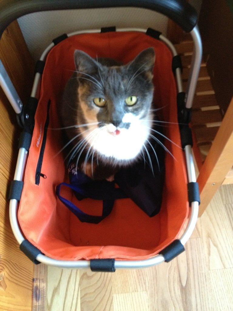 Blanding af racer Puff † billede 16