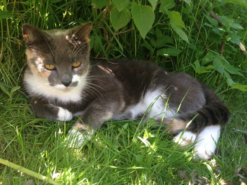 Blanding af racer Puff † billede 17