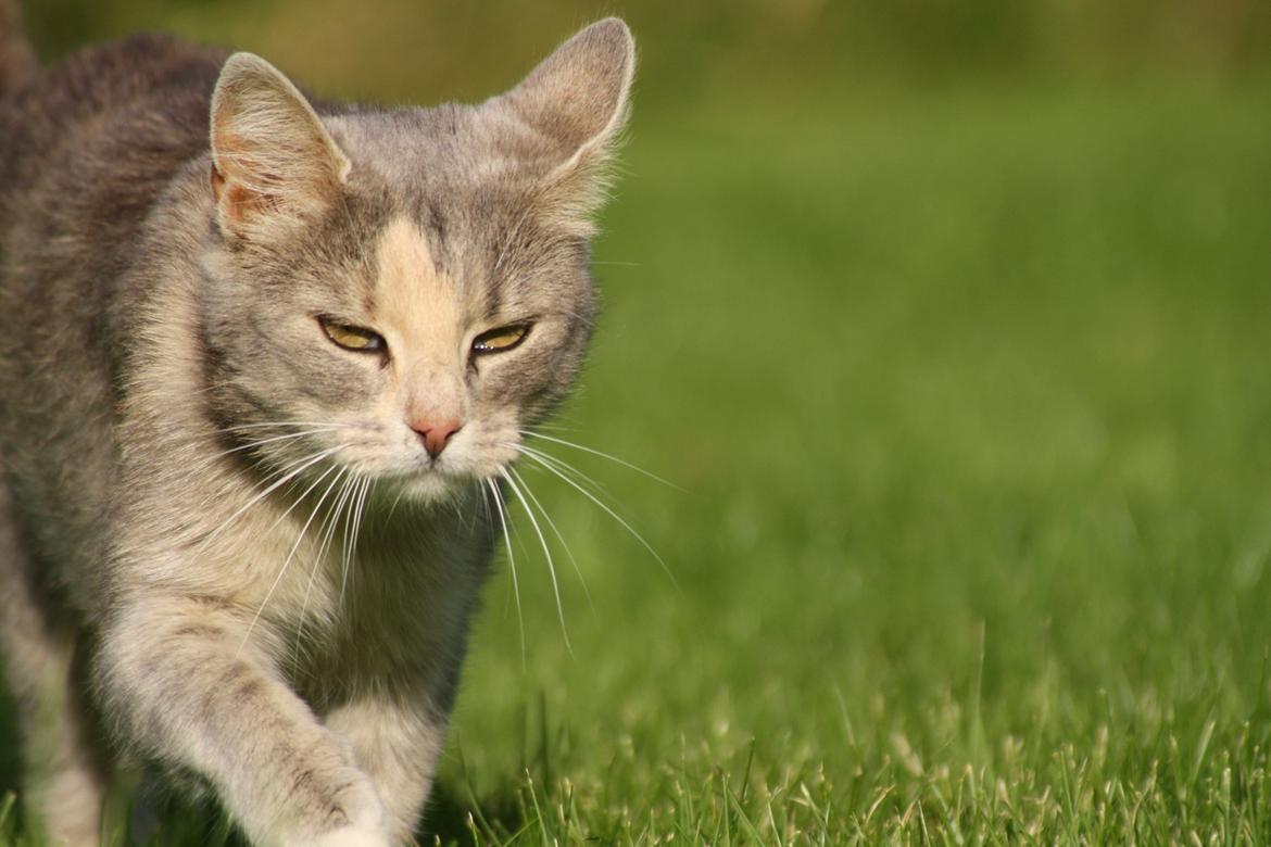 Huskat Misja billede 8