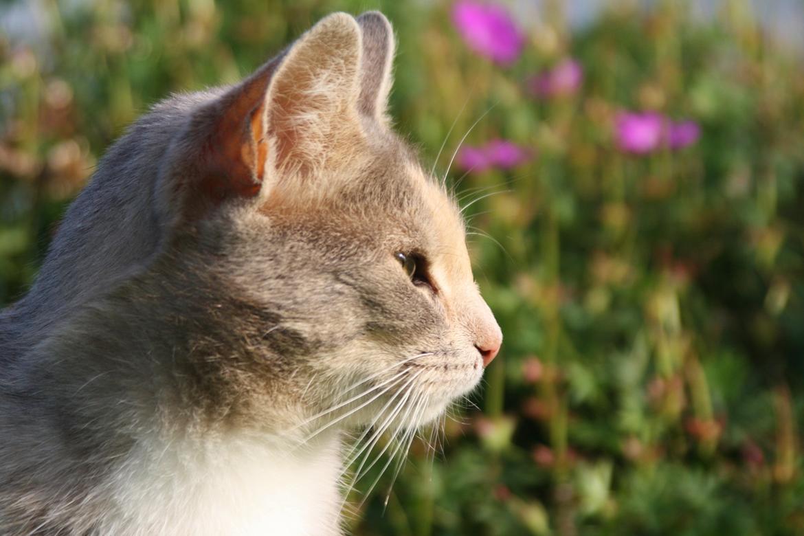 Huskat Misja billede 5