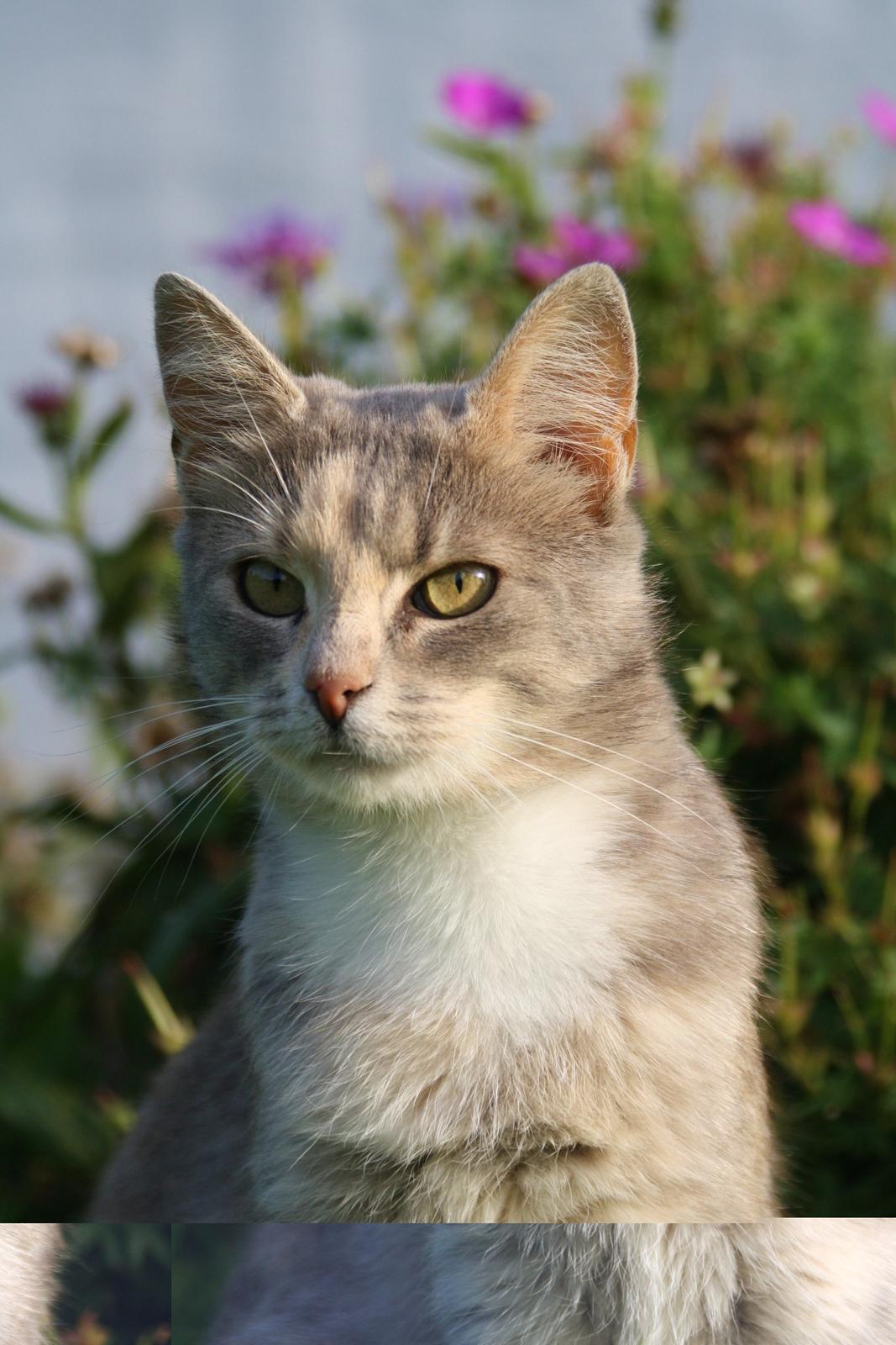 Huskat Misja billede 17