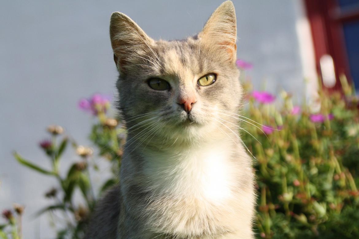 Huskat Misja billede 10