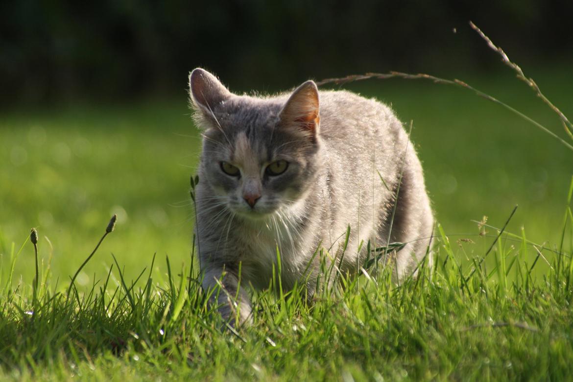 Huskat Misja billede 12