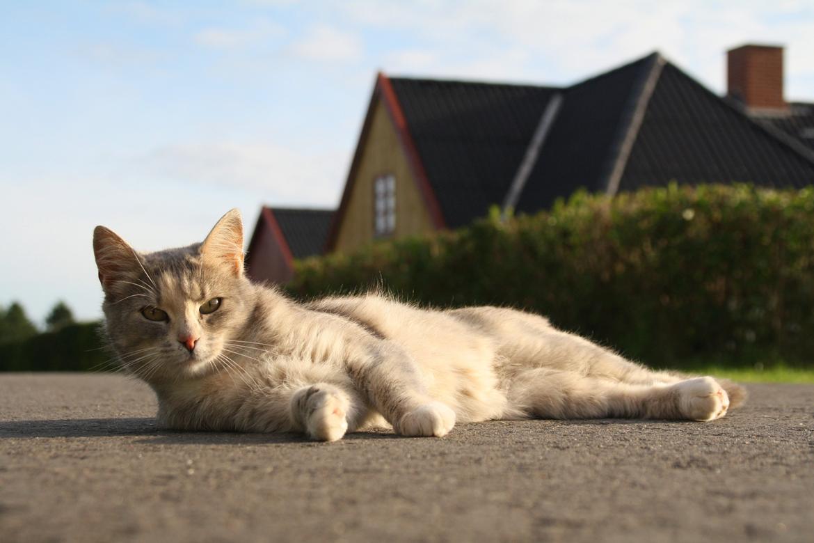Huskat Misja - Velkommen til Misja's profil :) billede 1