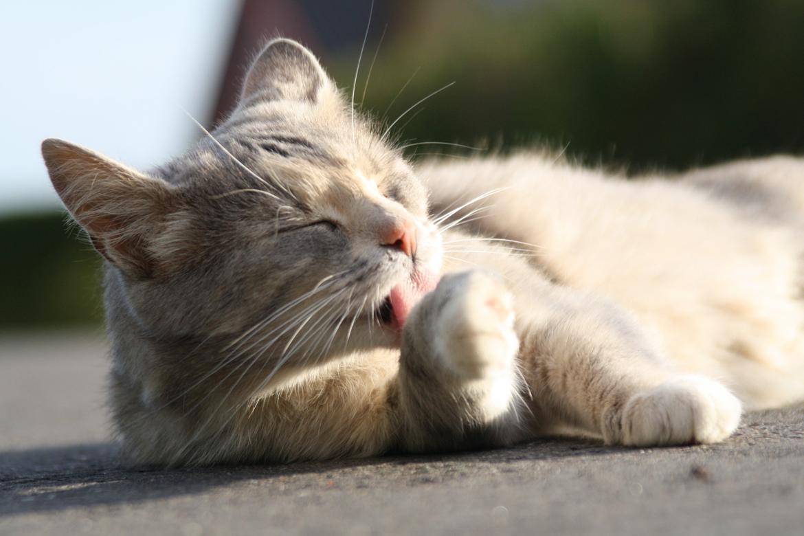 Huskat Misja billede 18