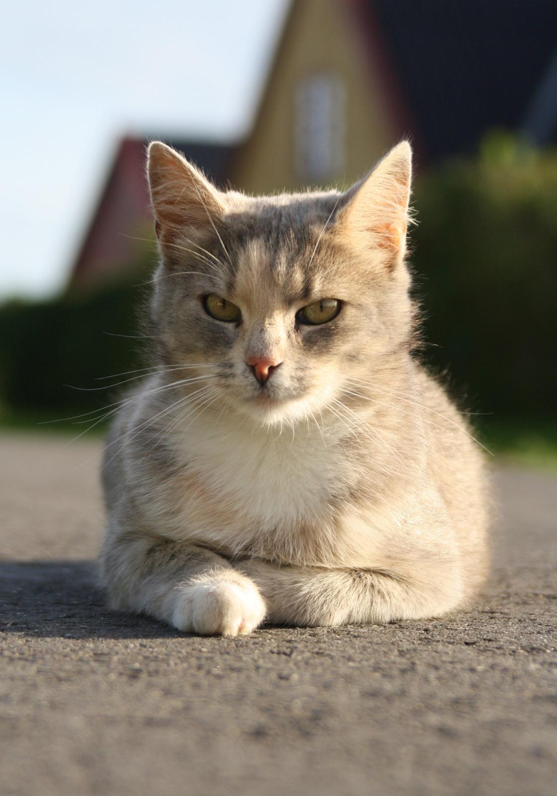 Huskat Misja billede 19