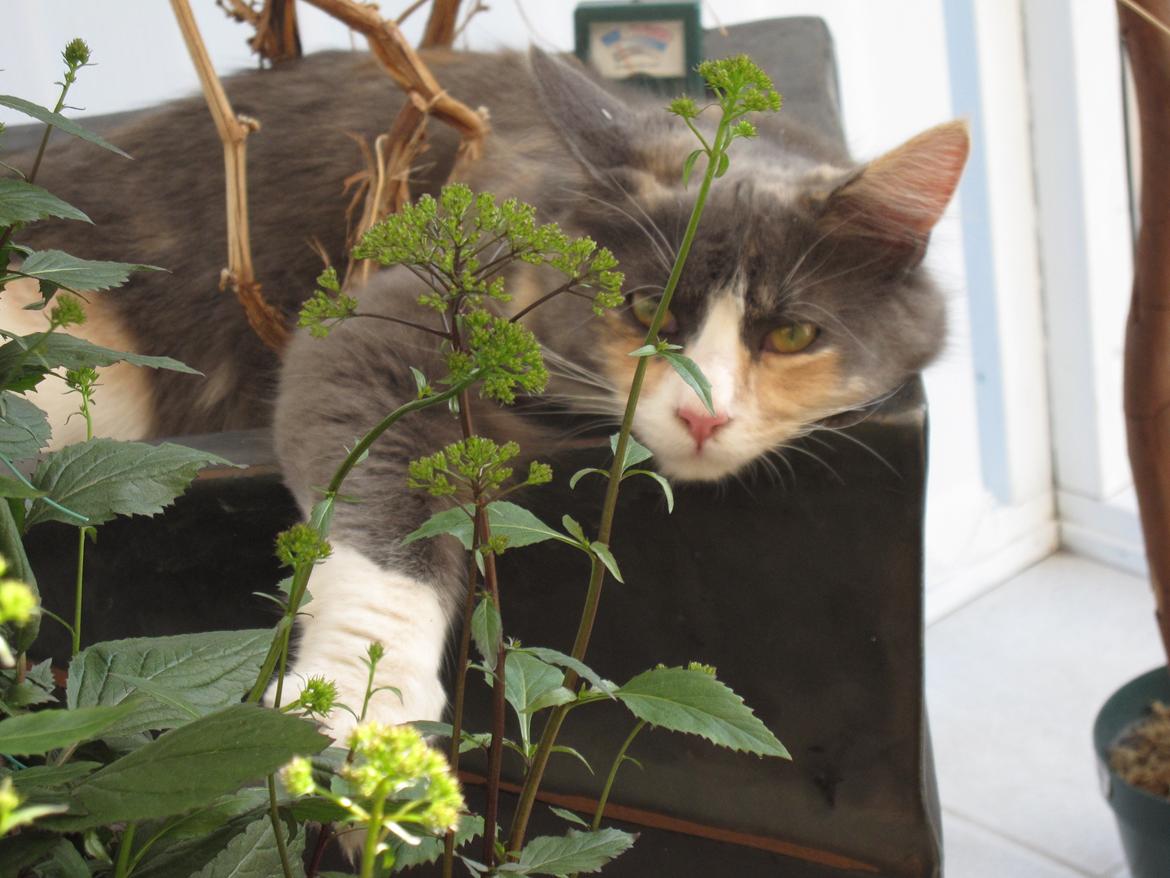 Maine Coon Spinner billede 16