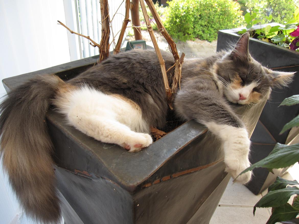 Maine Coon Spinner billede 17