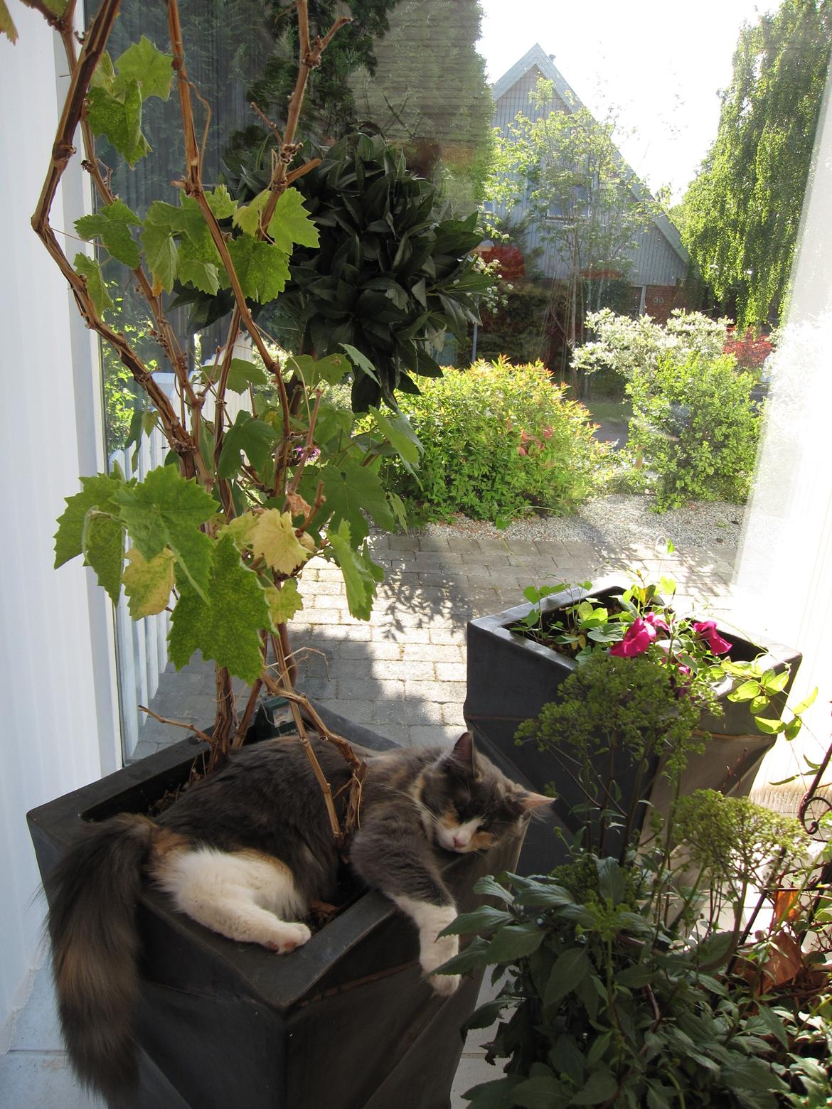 Maine Coon Spinner billede 18