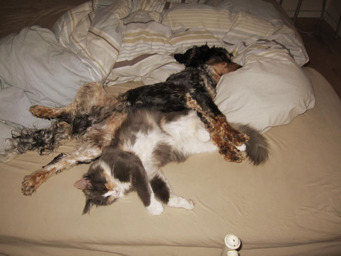 Maine Coon Spinner billede 19