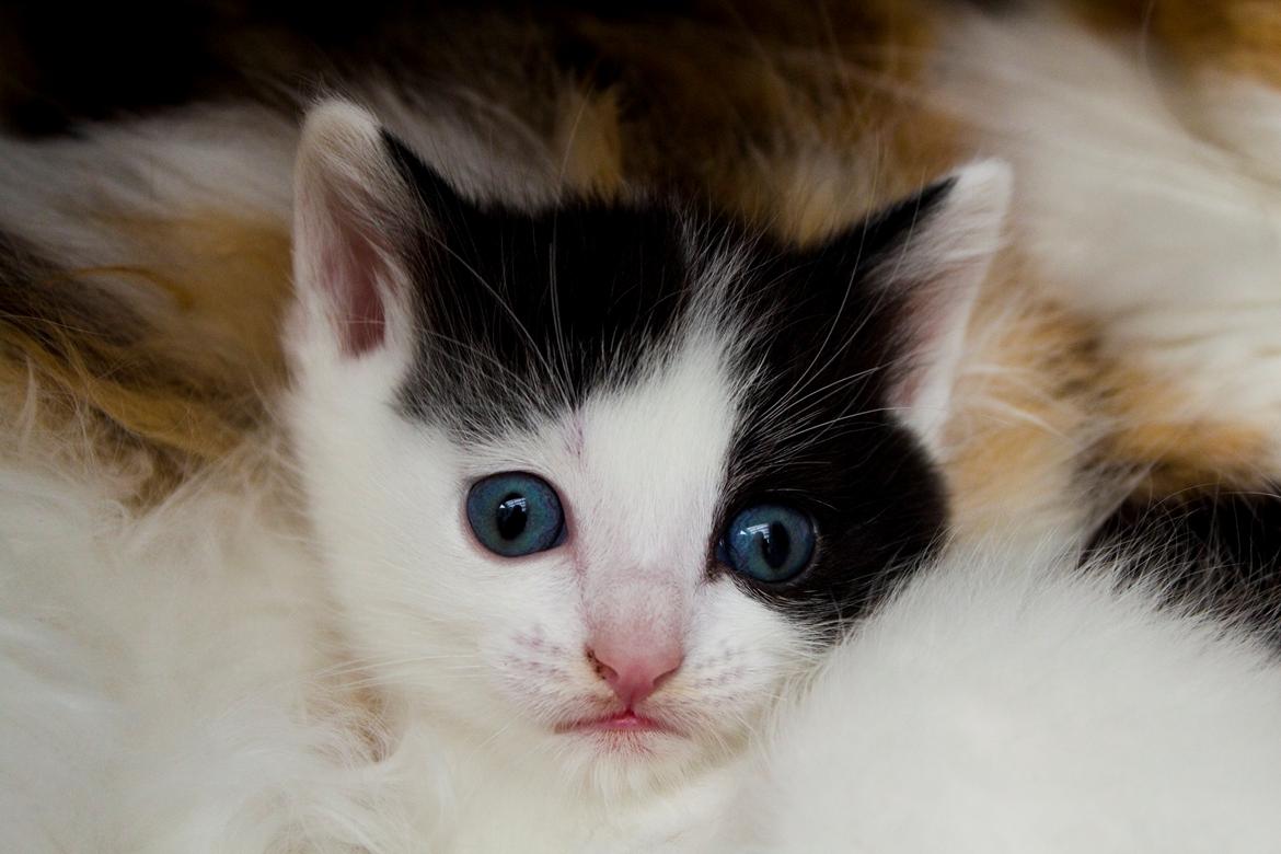 Blanding af racer snowy billede 2