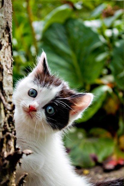 Blanding af racer snowy billede 3