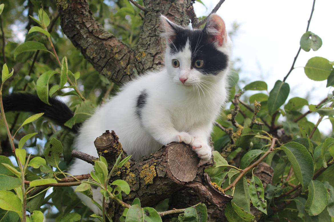 Blanding af racer snowy billede 4