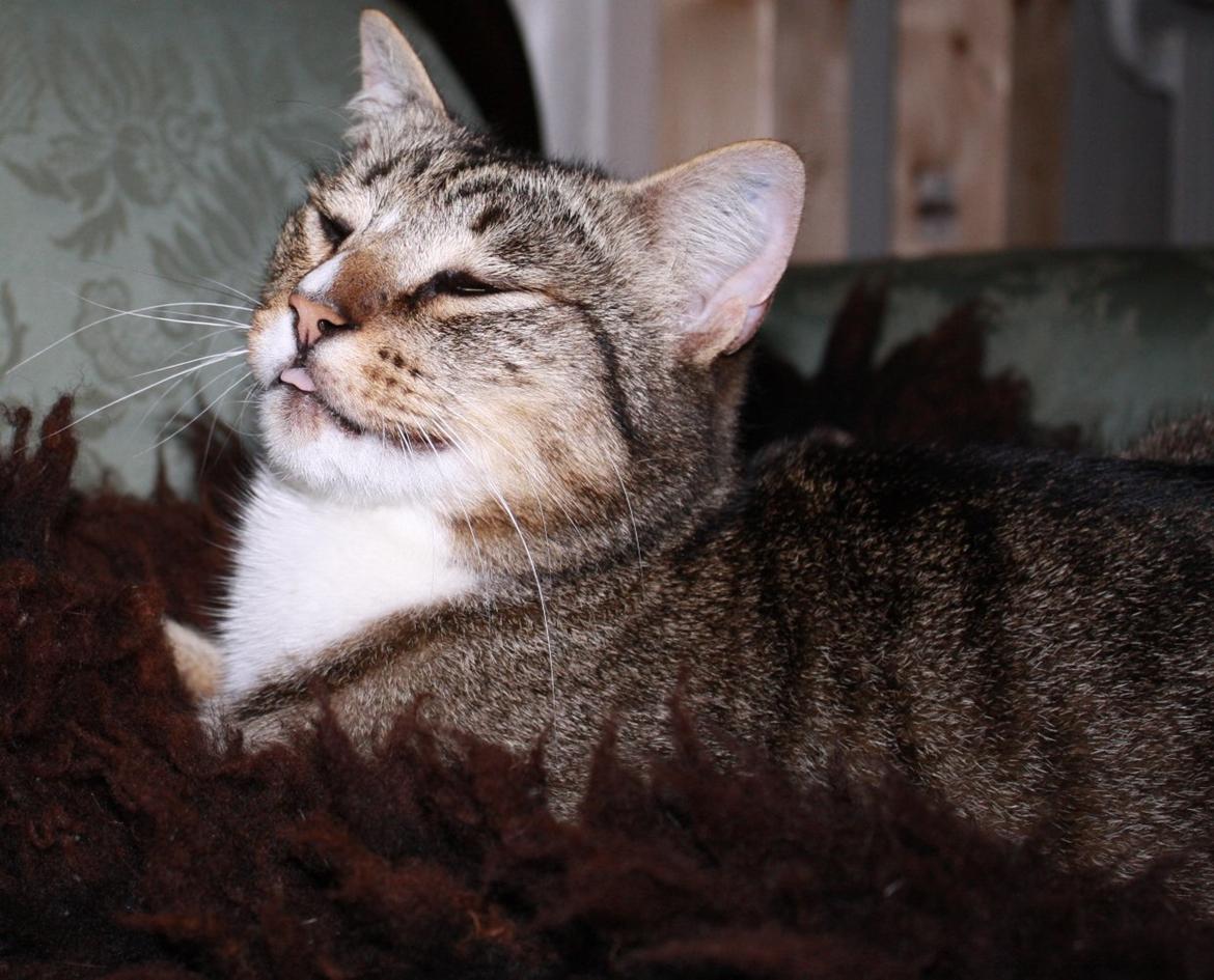 Huskat Sofus<3 R.I.P.<3 - Den trætte mis :* billede 5