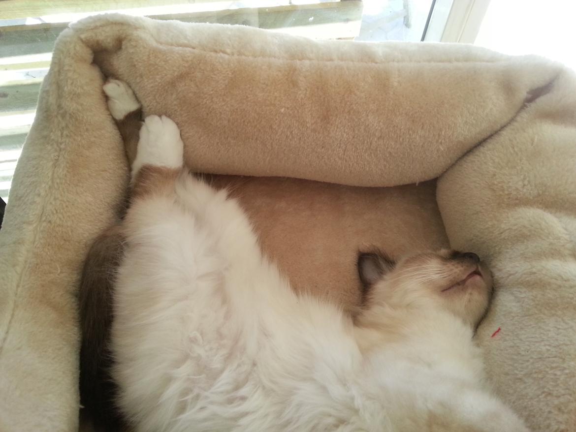 Hellig Birma Ferdinan billede 20