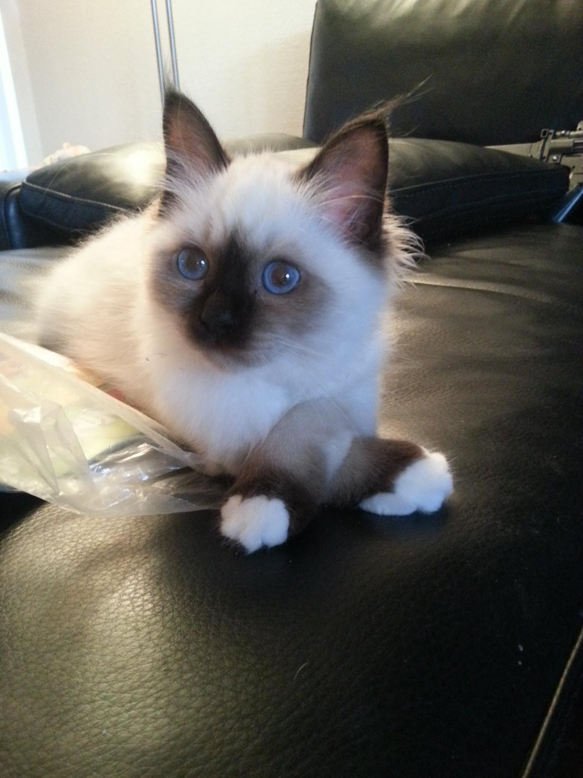 Hellig Birma Bailey - lidt fin på den er man vel... billede 10