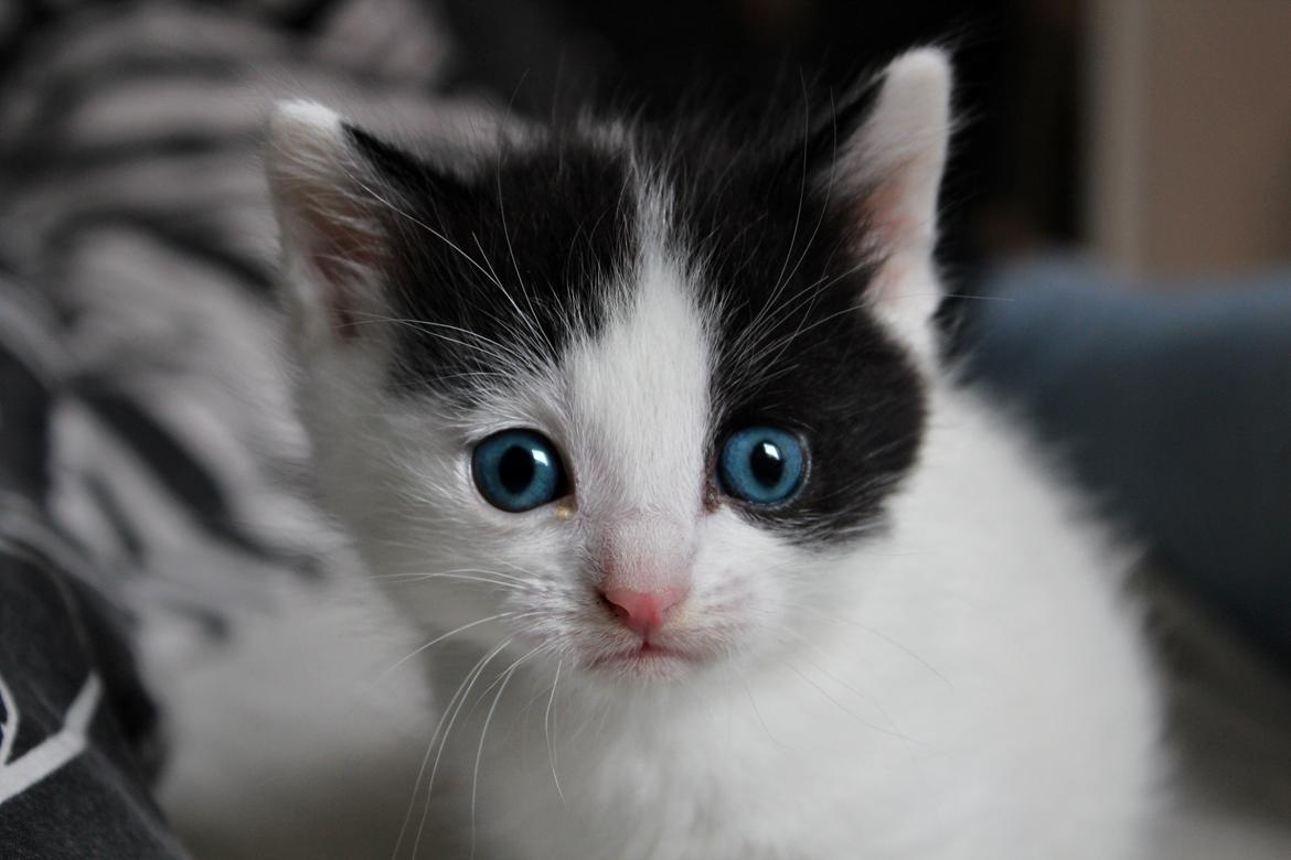 Blanding af racer snowy billede 6