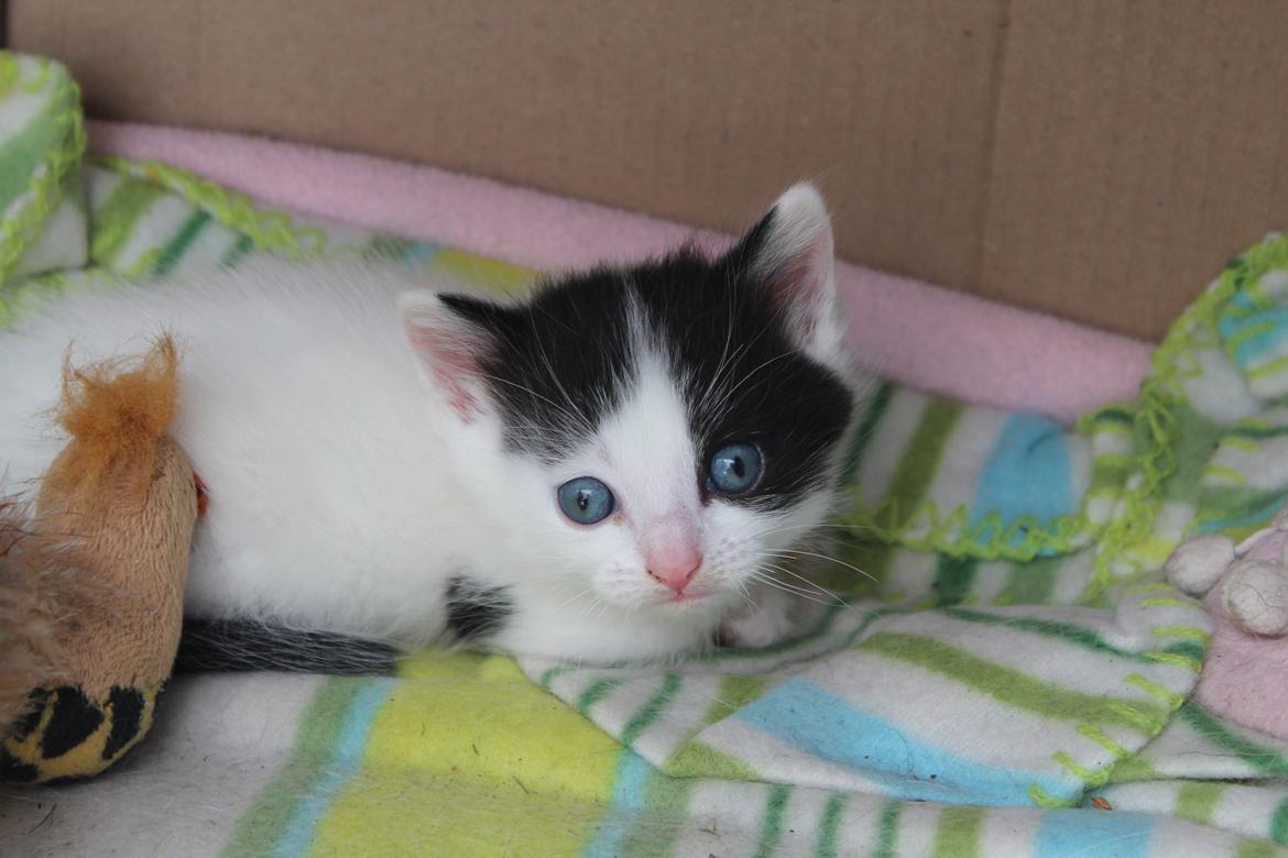 Blanding af racer snowy billede 7