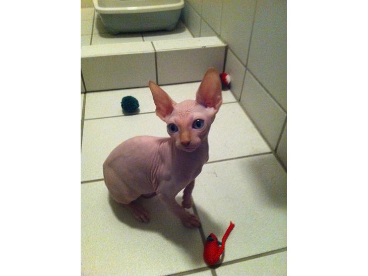 Sphynx Aslan billede 1