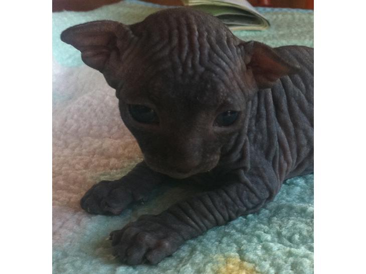 Sphynx Siff - 16 dage gammel, kærlighed ved første blik.... billede 1