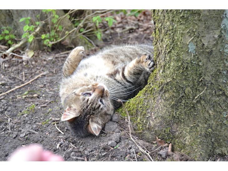 {{currentPhoto.altText}} billede {{currentPhoto.number}}