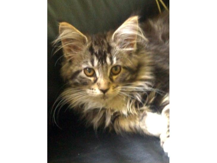 Maine Coon Duchess billede 1