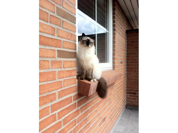 {{currentPhoto.altText}} billede {{currentPhoto.number}}