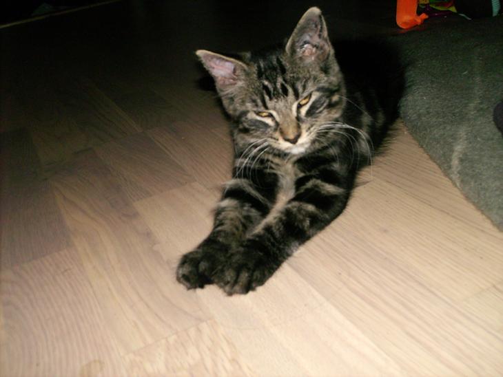 {{currentPhoto.altText}} billede {{currentPhoto.number}}