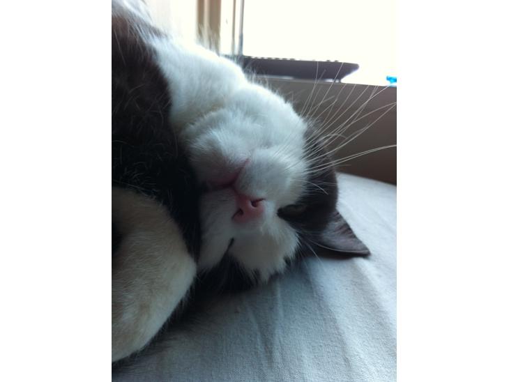 Huskat Mischa billede 1